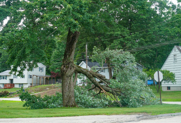 Best Tree Stump Removal  in Woods Creek, WA